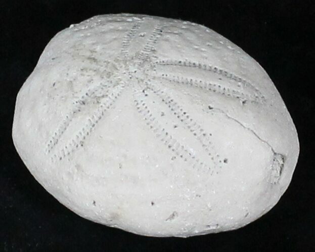 Fossil Sea Urchin (Eupatagus) - Florida #28796